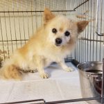 Allie came to us when her mother needed to go into assisted living and was unable to take her.  

Allie is a senior herself at 17 years old. She's a happy little girl that gets around great, uses a doggy door, and does amazingly well. 
